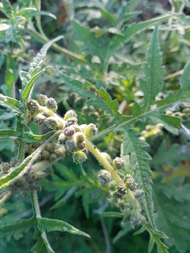 Ambrosia arborescens