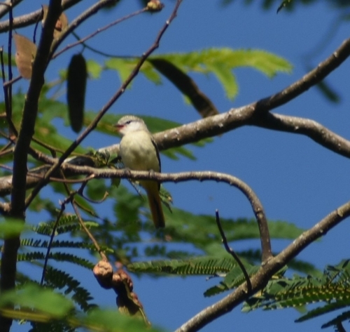 Small Minivet