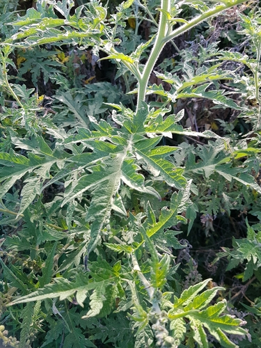 Ambrosia arborescens, photograph 2