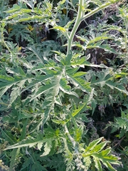 (c) Efrain Freire, some rights reserved (CC BY) Ambrosia arborescens, photograph (c) Efrain Freire, some rights reserved (CC BY)