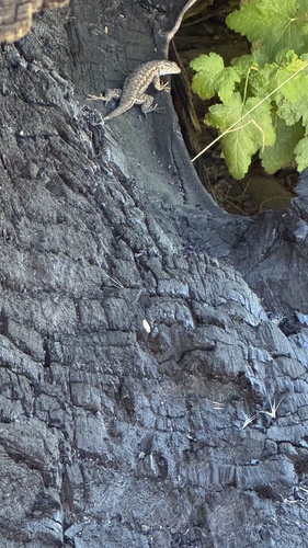 iNaturalist observation photo of Sierra Fence Lizard