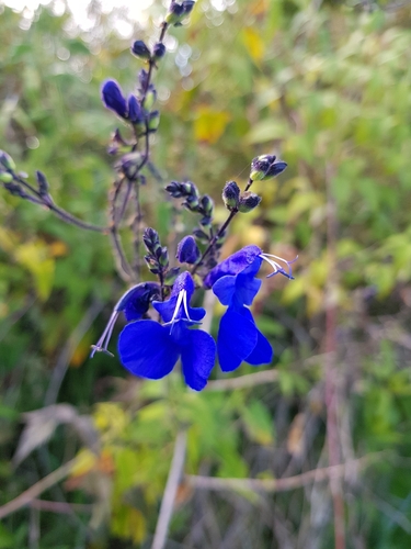 Salvia sagittata