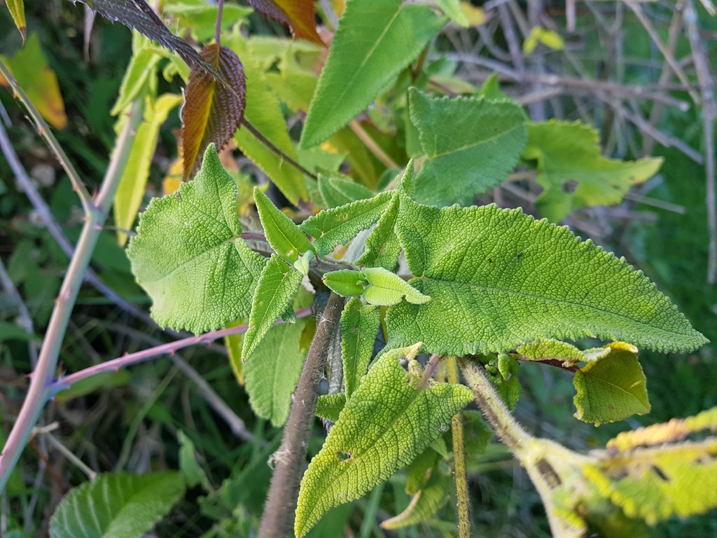 Salvia sagittata; photograph (c) Efrain Freire, some rights reserved (CC BY)