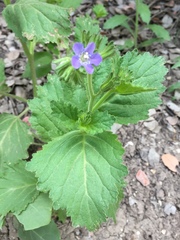Phacelia viscida viscida