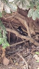 Copsychus saularis