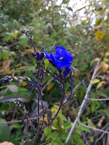 Salvia sagittata, photograph 2