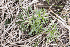 Delphinium carolinianum