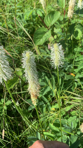 Canadian burnet