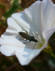 Oedemera lurida