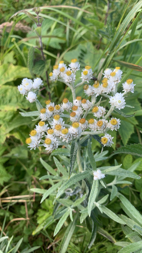 pearly everlasting