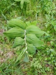 Polygonatum multiflorum