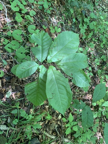 common pawpaw
