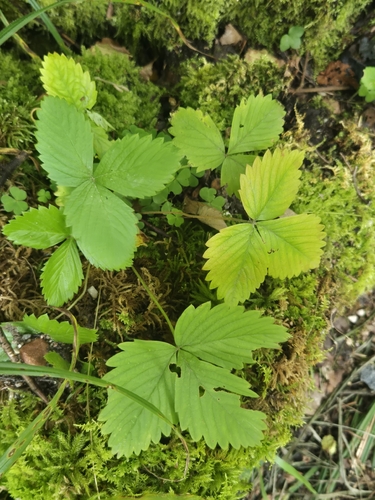 woodland strawberry