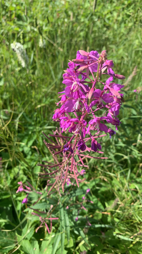 fireweed