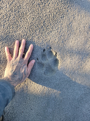 Gray Wolf
