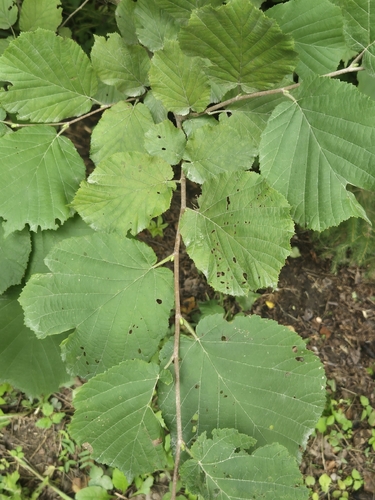 common hazel