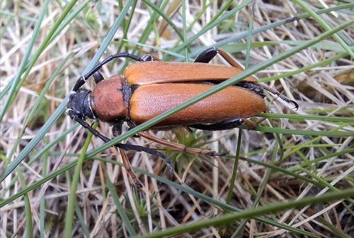 Red Pine Longhorn Beetle