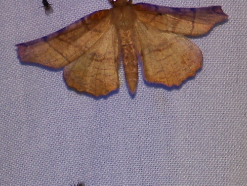 Early Thorn