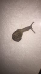 Cornu aspersum