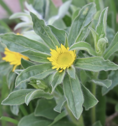 Spiny Starwort