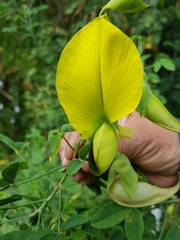 Crotalaria agatiflora