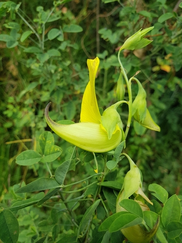 Crotalaria agatiflora, photograph 2