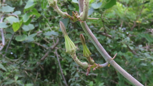 Ceropegia juncea