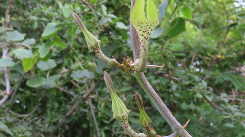 Ceropegia juncea