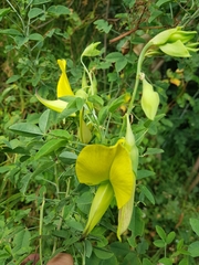 Crotalaria agatiflora, photograph (c) Efrain Freire, some rights reserved (CC BY)