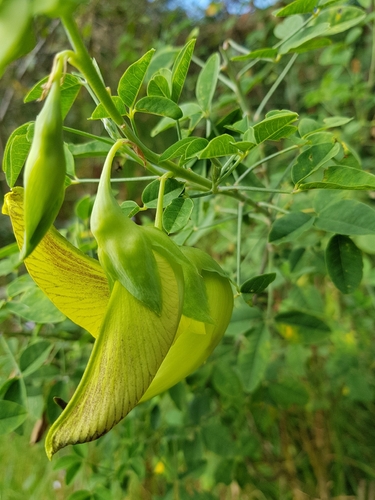 Crotalaria agatiflora, photograph 4