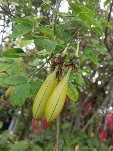 Crotalaria agatiflora, photograph 5