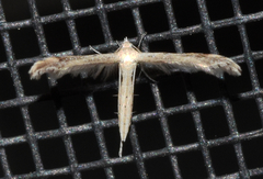 Lioptilodes albistriolatus