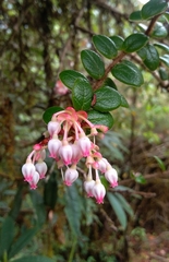 Vaccinium nummularia