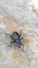 Otiorhynchus gemmatus