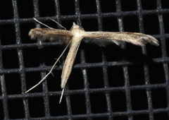 Lioptilodes albistriolatus