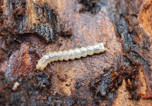 Pytho depressus