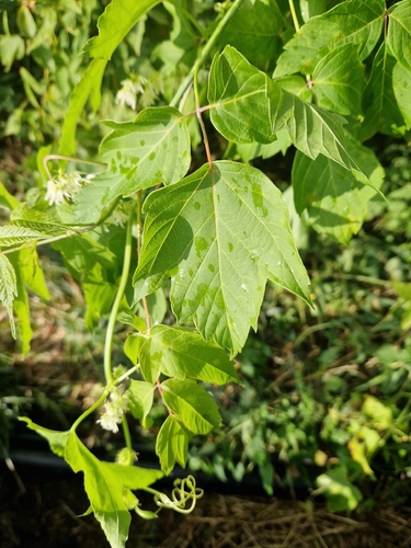 box elder