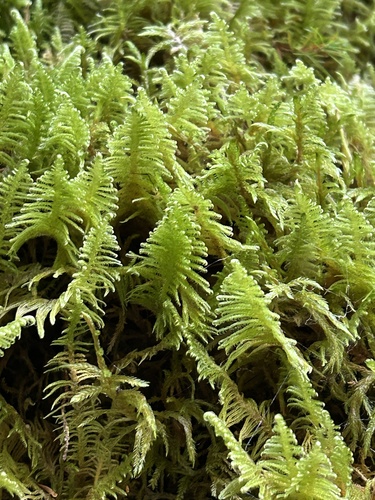 Ostrich-plume Moss