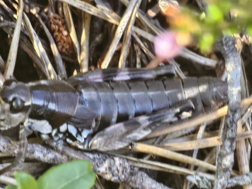 Common Mountain Grasshopper