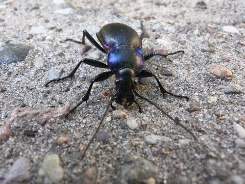 Violet ground beetle