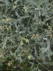 Astragalus miguelensis