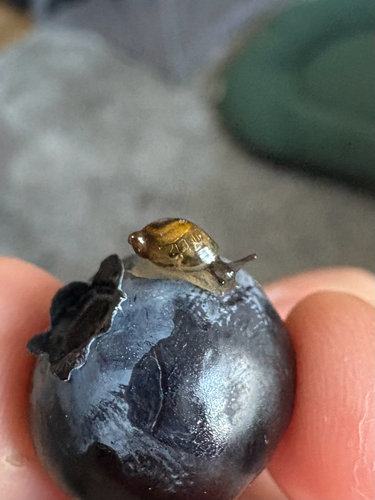 Common European Ambersnail
