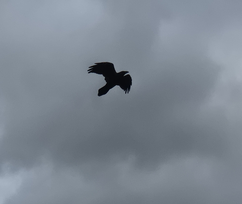 Common Raven