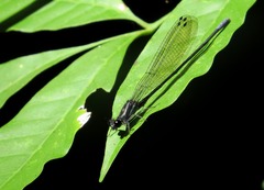 Argia yungensis