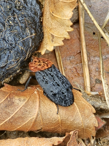 Red-breasted Carrion Beetle