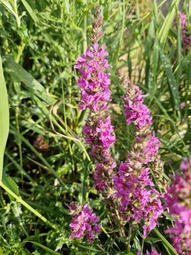 purple loosestrife