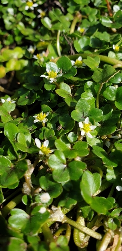Image of Ranunculus hederaceus by no rights reserved