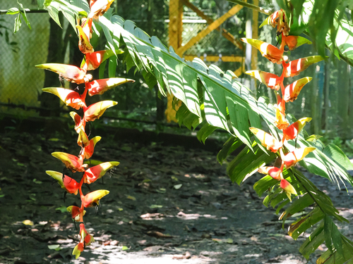 Heliconia platystachys