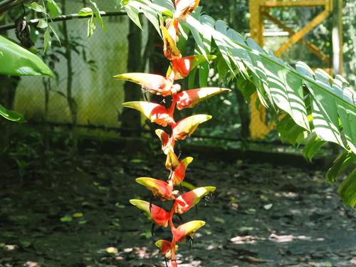 Heliconia platystachys, photograph 1