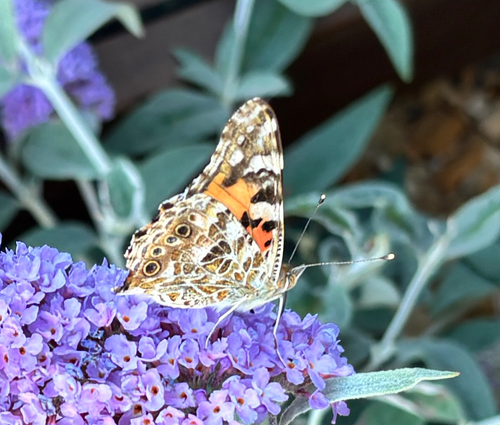 Painted Lady
